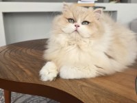 British Longhair Kedilerim