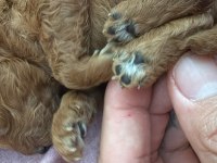 Orijinal Toy Poodle Yavruları