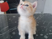 British shorthair ny11