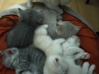 Scottish fold yavrular