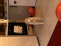 6 aylık Pomeranian