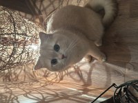 British shorthair oğluma eş arıyoruz