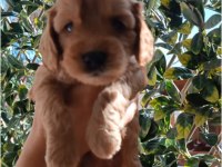 Toy poodle yavrularımız