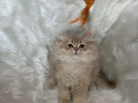 Lilac golden erkek Cy11 british longhair