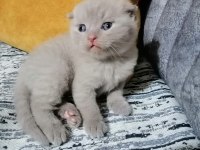 Kedi sahiplendirme scottish fold