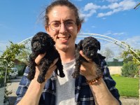 SİMSİYAH SİYAH TOY POODLE YAVRULARIMIZ