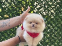 Irk Ve Sağlık Garantili Pomeranian Boo Köpeği