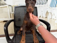 KING DOBERMAN YAVRULARIMIZ HAZIRDIR