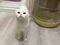 Scottish fold beyaz dişi