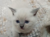 British shorthair blue point yavrular