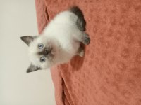 British Shorthair Dişi