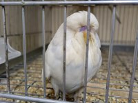 ÜST DÜZEY SHOW JUMBO MUHABBET KUŞLAR