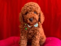 Red Brown Toy Poodle Bebekler