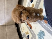 Toy Poodle Köpeklerimiz