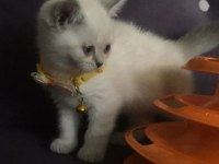 yavru british shorthair kediler