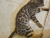 11-12 Aylık Sağlıklı Bengal Kedisi