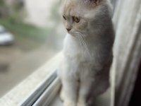 1.5 yaşında british longhair