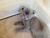 Son yavrumuz british shorthair