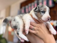 Tricolor Merle Border Collie Yavrularımız