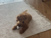 3 aylık toy poodle şecereli