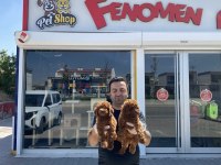 WC eğitimli toy Poodle yavrular Ankara mağazamızda 