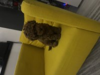 Toy poodle çok akıllı bir kuzucuk