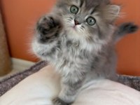 British Longhair Yavrumuz Şecereli Baba