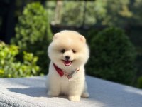 En tatlı Pomeranian Boo