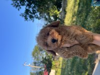 Orjinal minyatür toy poodle yavrular 