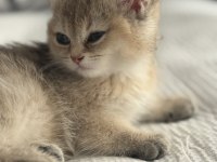 Golden Renkte British Shorthair 2 Aylık Bebekler