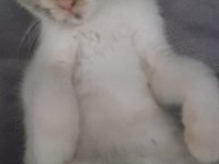 Kedim 4 aylıktır tuvalet eğitimi var