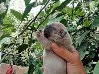 French bulldog yavrularımız