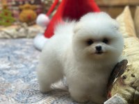 Oyuncak Teddy Pomeranian Boo