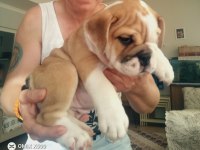 MÜKEMMEL KALİTE İNGİLİZ BULLDOG YARILARIMIZ