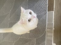 Dişi kısır 3 yaşında kedimiz