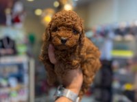 Toy Poodle Minikler