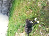 Kangal la presa canario kırması köpeğimiz