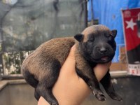 Safkan Irk Garantili Malinois Köpekler