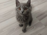 Minik kedimiz ailesini arıyor