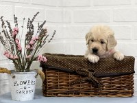 Golden Retriever Adrese Teslim Hizmetimiz Vardır
