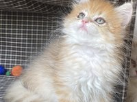 British Longhair Pamuk Şekerler