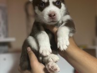HARİKA MASMAVİ GÖZ HUSKY YAVRULAR