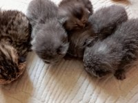 British shorthair minikler hazır