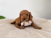 Safkan Oyuncak Bebeğim Toy Poodle 