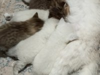 2 Mart doğumlu british shorthair yavrular