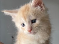 Anne ve Babası Şecereli Maine Coon Yavruları