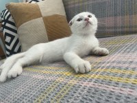 Erkek ve dişi karışık kendi kedilerim