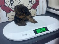 Yorkshire terrier bebeklerim yeni yuvasını arıyor