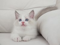 Full şecereli ragdoll yavruları