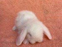 Hollanda teddy lop tavşanı